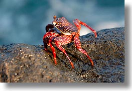 images/LatinAmerica/Ecuador/Galapagos/Crabs/crab-03.jpg