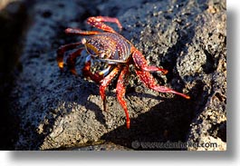 images/LatinAmerica/Ecuador/Galapagos/Crabs/crab-04.jpg