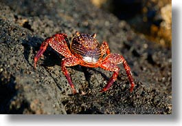 images/LatinAmerica/Ecuador/Galapagos/Crabs/crab-05.jpg