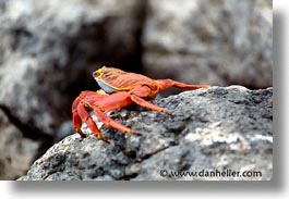 images/LatinAmerica/Ecuador/Galapagos/Crabs/crab-06.jpg