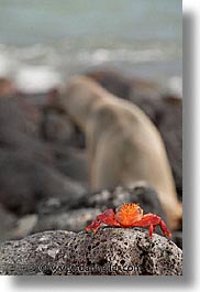 images/LatinAmerica/Ecuador/Galapagos/Crabs/crab-07.jpg
