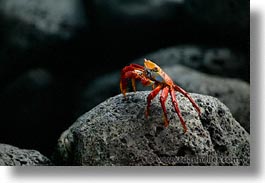 images/LatinAmerica/Ecuador/Galapagos/Crabs/crab-08.jpg