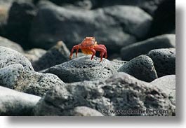 images/LatinAmerica/Ecuador/Galapagos/Crabs/crab-09.jpg