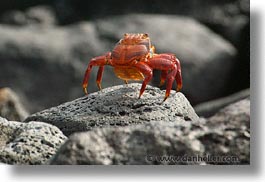 images/LatinAmerica/Ecuador/Galapagos/Crabs/crab-10.jpg