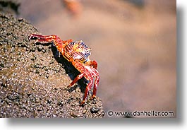 images/LatinAmerica/Ecuador/Galapagos/Crabs/crab-a.jpg