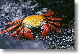 images/LatinAmerica/Ecuador/Galapagos/Crabs/crab-b.jpg