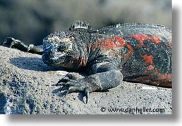 images/LatinAmerica/Ecuador/Galapagos/Iguanas/green-eyes-1.jpg