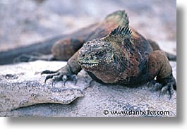 images/LatinAmerica/Ecuador/Galapagos/Iguanas/iguana-a.jpg