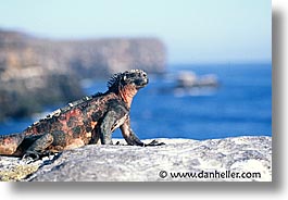images/LatinAmerica/Ecuador/Galapagos/Iguanas/iguana-c.jpg