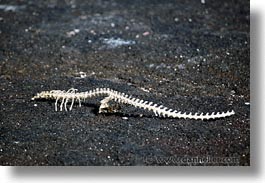 images/LatinAmerica/Ecuador/Galapagos/Iguanas/iguana-skeleton-02.jpg