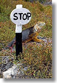 images/LatinAmerica/Ecuador/Galapagos/Iguanas/iguana-stop-2.jpg