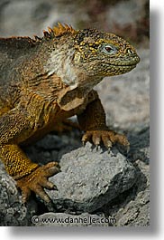 images/LatinAmerica/Ecuador/Galapagos/Iguanas/land-ig-06b.jpg