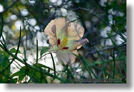 images/LatinAmerica/Ecuador/Galapagos/Misc/flower-1.jpg