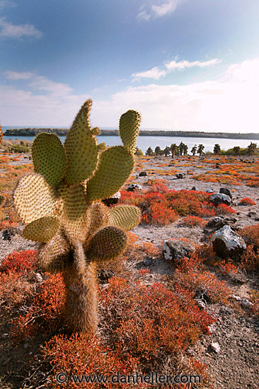 prickly-pear-1.jpg