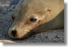 images/LatinAmerica/Ecuador/Galapagos/SeaLions/cub-eyes-4.jpg