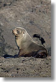 images/LatinAmerica/Ecuador/Galapagos/SeaLions/fur-seal.jpg