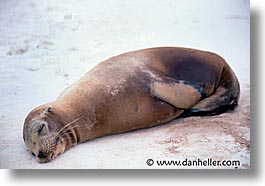 images/LatinAmerica/Ecuador/Galapagos/SeaLions/lazy-sea_lion.jpg