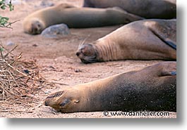 images/LatinAmerica/Ecuador/Galapagos/SeaLions/lounging-sea_lions.jpg