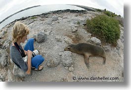 images/LatinAmerica/Ecuador/Galapagos/SeaLions/sea_lion-1.jpg