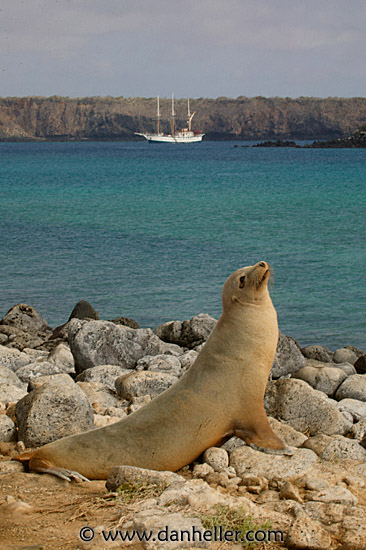 sea_lion-boat-1.jpg