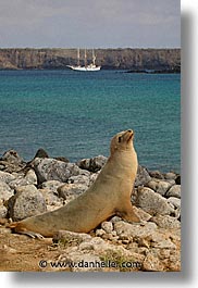 images/LatinAmerica/Ecuador/Galapagos/SeaLions/sea_lion-boat-1.jpg
