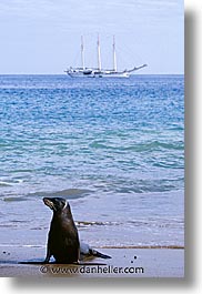 images/LatinAmerica/Ecuador/Galapagos/SeaLions/sea_lion-boat-2.jpg