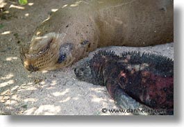 images/LatinAmerica/Ecuador/Galapagos/SeaLions/sea_lion-n-iguana.jpg