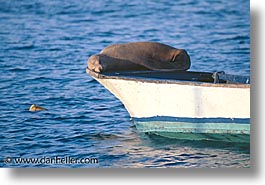 images/LatinAmerica/Ecuador/Galapagos/SeaLions/sea_lion-on-boat.jpg