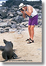 images/LatinAmerica/Ecuador/Galapagos/SeaLions/sea_lion-photo.jpg