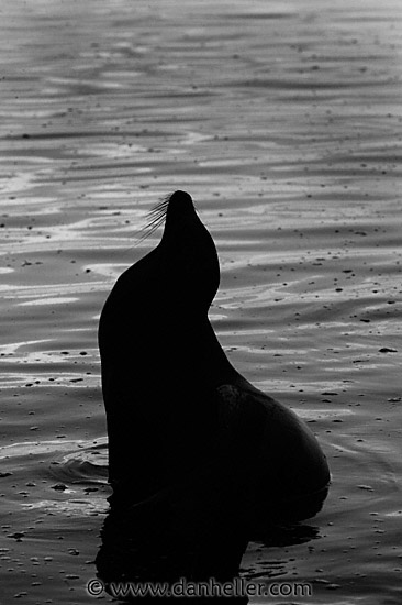 sea_lion-silhouette-bw.jpg