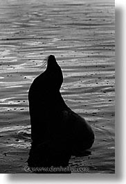 images/LatinAmerica/Ecuador/Galapagos/SeaLions/sea_lion-silhouette-bw.jpg