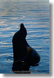 images/LatinAmerica/Ecuador/Galapagos/SeaLions/sea_lion-silhouette.jpg