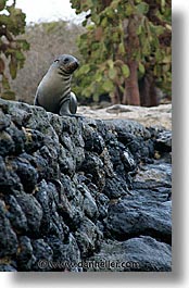 images/LatinAmerica/Ecuador/Galapagos/SeaLions/sea_lion-wall.jpg