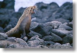 images/LatinAmerica/Ecuador/Galapagos/SeaLions/sea_lion-yawn-1.jpg