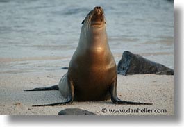 images/LatinAmerica/Ecuador/Galapagos/SeaLions/sea_lion-yawn-2.jpg
