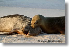 images/LatinAmerica/Ecuador/Galapagos/SeaLions/sea_lion-yawn-3.jpg