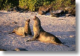 images/LatinAmerica/Ecuador/Galapagos/SeaLions/sea_lions-playing.jpg