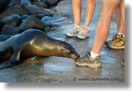images/LatinAmerica/Ecuador/Galapagos/SeaLions/shoe-sniffing.jpg