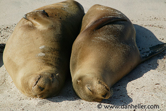 sleeping-sea_lions.jpg