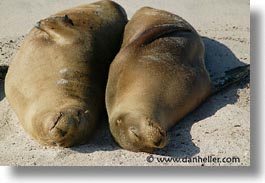 images/LatinAmerica/Ecuador/Galapagos/SeaLions/sleeping-sea_lions.jpg