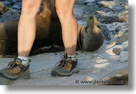 images/LatinAmerica/Ecuador/Galapagos/SeaLions/walk-on-by.jpg