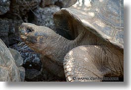 images/LatinAmerica/Ecuador/Galapagos/Turtles/turtle-01.jpg
