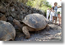 images/LatinAmerica/Ecuador/Galapagos/Turtles/turtle-02.jpg