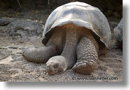 images/LatinAmerica/Ecuador/Galapagos/Turtles/turtle-03.jpg