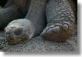 images/LatinAmerica/Ecuador/Galapagos/Turtles/turtle-05.jpg