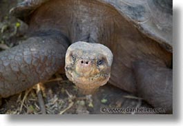 images/LatinAmerica/Ecuador/Galapagos/Turtles/turtle-08.jpg