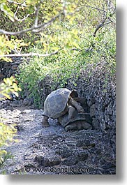 images/LatinAmerica/Ecuador/Galapagos/Turtles/turtle-09.jpg
