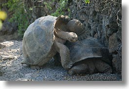 images/LatinAmerica/Ecuador/Galapagos/Turtles/turtle-10.jpg