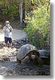 images/LatinAmerica/Ecuador/Galapagos/Turtles/turtle-11.jpg