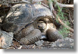 images/LatinAmerica/Ecuador/Galapagos/Turtles/turtle-12.jpg